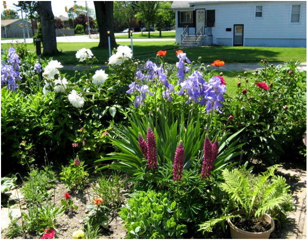 Peony Plants in Garden Landscape Design Essential Tips